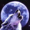 Wolf-Iptv 3.2.2